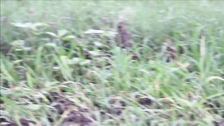 Batair quail bird - rain quail call - rain quail sound.