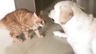 Funny cat and dog videos