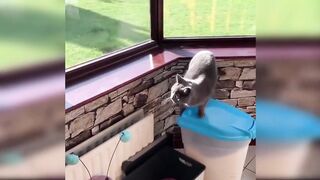 The Best Funny Cat Videos_ The Cutest Cat Videos