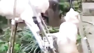 NK FUNNY PETS #35