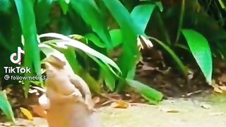Funny video