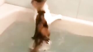 NK FUNNY PETS #36