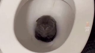 Funny acts by Cats on febspot