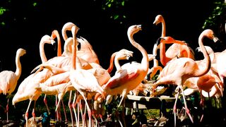 birds video | kids video | follow