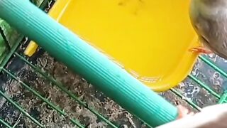 Birds Enjoying the Morning bath