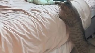 Cats first meeting with my son on febspot