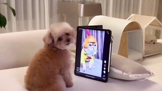 funny pets videos
