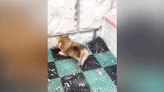 Funny baby animals playing video???? new funny animals video 2023