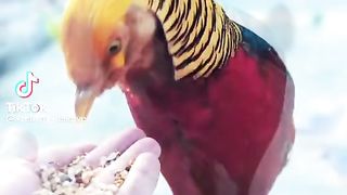 Nice Bird