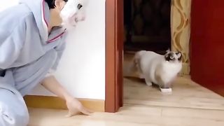 Funny animal cheeky smile really big colok