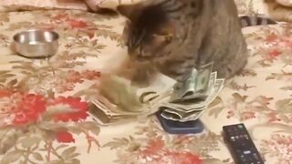 Cat make money ???? counting it's really cheeky fun