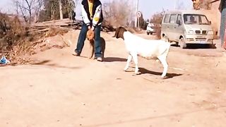 Goats