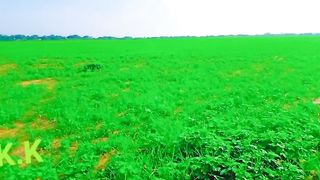 New Good Agriculture and Beautiful Amazing farm