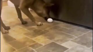 Funny moments, Cute animals cats cheeky smile really good at the moment I don't have any