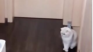 Beautiful cat play the boll , funny videos