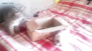 Cat and rabbit are playing together.