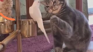 Funny Dogs And Cats Videos 2023 | Funny cats | Funny videos