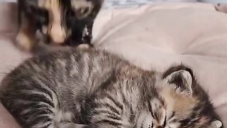 Mummy loves her Kitty ????
