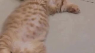 Overeating kitten on febspot ????