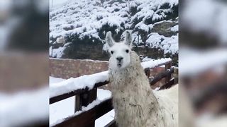 Funniest animal videos