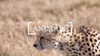 HDR 120fps Dolby Vision with Calming Music (Colorfully Dynamic)