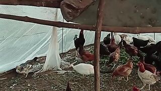 Hens farming system in Pakistan