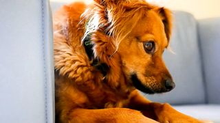 Dogs video#animalvideo