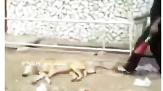 Funny video Dog