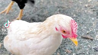 Hens are playing