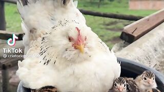 Chicks