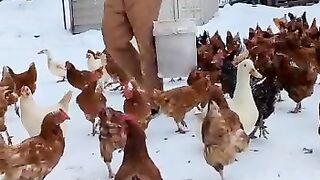 Hens and ducks.