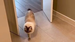 Worlds fastest cat move ????