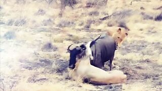 Animal Fight to Death