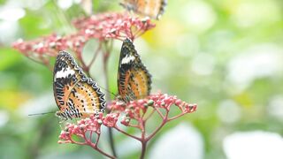 Beautiful butterfly video