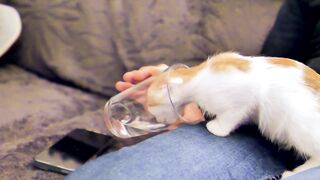 Funny kitten video 2023