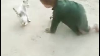 Cat fight