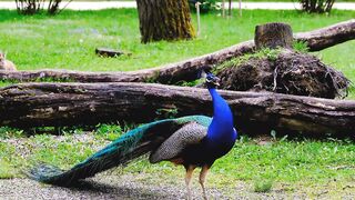 peacock footage
