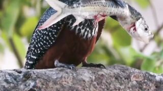bird vedio #shorts #youtubeshorts #shortvideo#trending #2023 @3kbirds