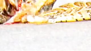 bird vedio