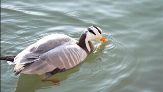 #ducks #raisingducks #birds #nature #keepingducks #hatchingducks #breedingducks #botulisminducks #duckducksbirdpen