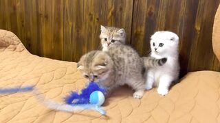 kittens playing