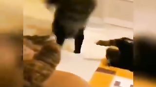 Hilarious Cat Videos: A Must-Watch Compilation for Cat Lovers
