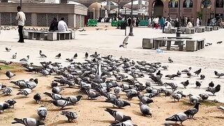 MashaAllah ???? Madina Pak ???? ???? Masjid e Nabwi