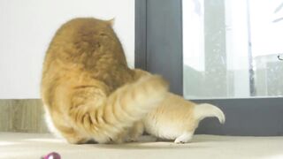 Cute Kitten Pudding wants to be friends with Step Mother of Daddy