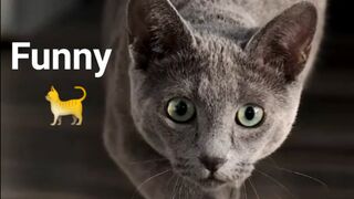 AWW NEW FUNNY CAT DOG & VIDEOS MIKE FUNNY ????  Good | Par4