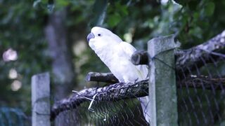 Relaxing and medication videos