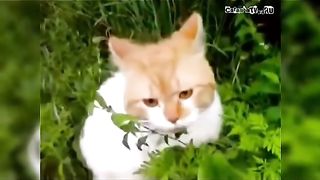 Смешные кошки