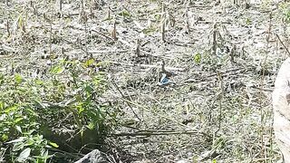 corn field