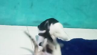 My cat fighting
