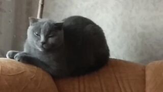 Кошка отдыхает.